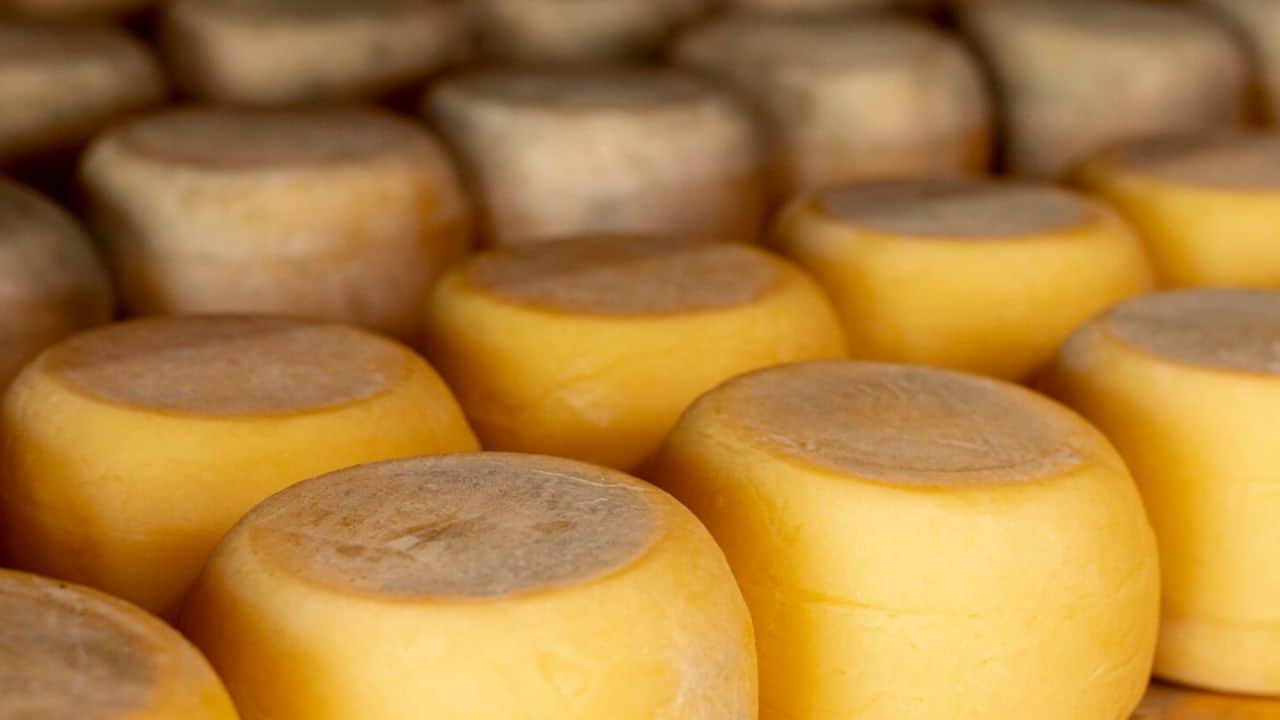 Rows of round, aged cheese wheels arranged closely on a surface.