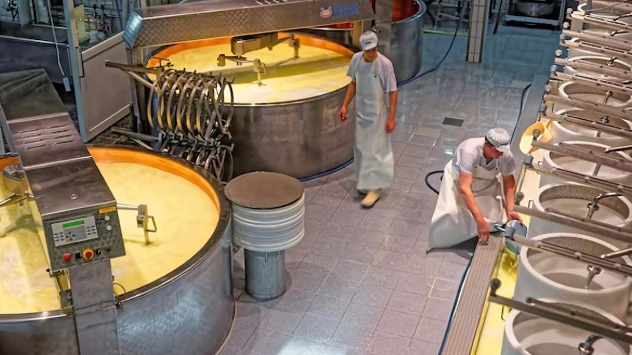 Two workers in a cheese factory monitor large vats filled with milk. One adjusts a machine, while the other supervises the process. Numerous buckets are arranged in a row.