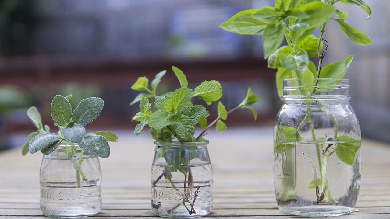 Three jars with water hold cuttings of sage, mint, and basil on a wooden surface.