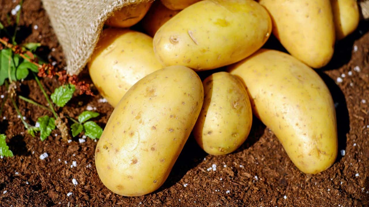 Yellow potatoes spilling from a burlap sack onto soil.