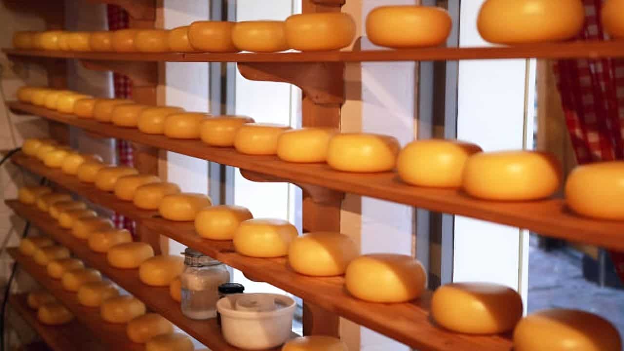 Rows of round, yellow cheese wheels are aging on wooden shelves in a room with natural light.