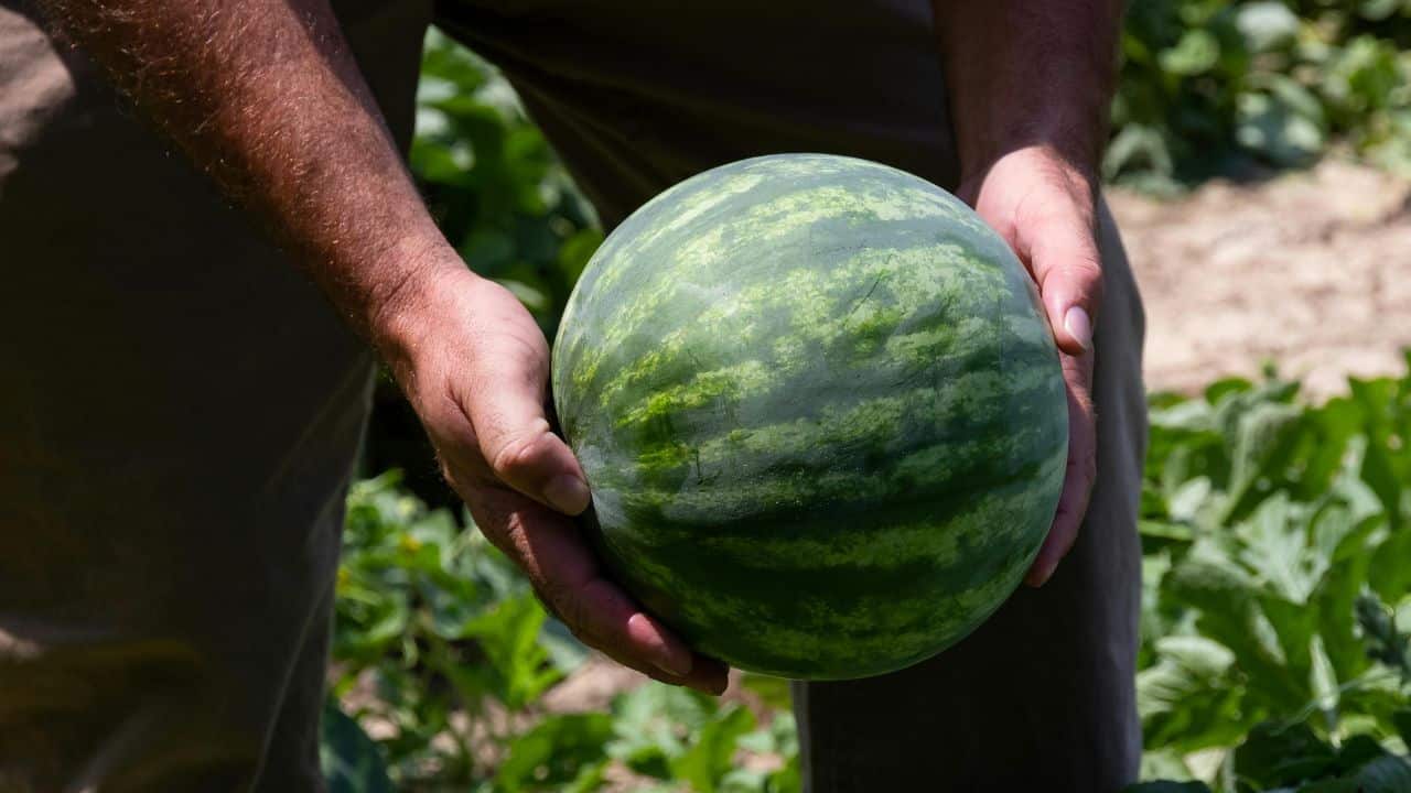 Person holding a watermelon in a field.